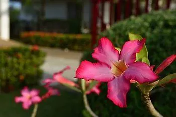 Olivia Resort Serviced Apartments And Bungalows Panglao